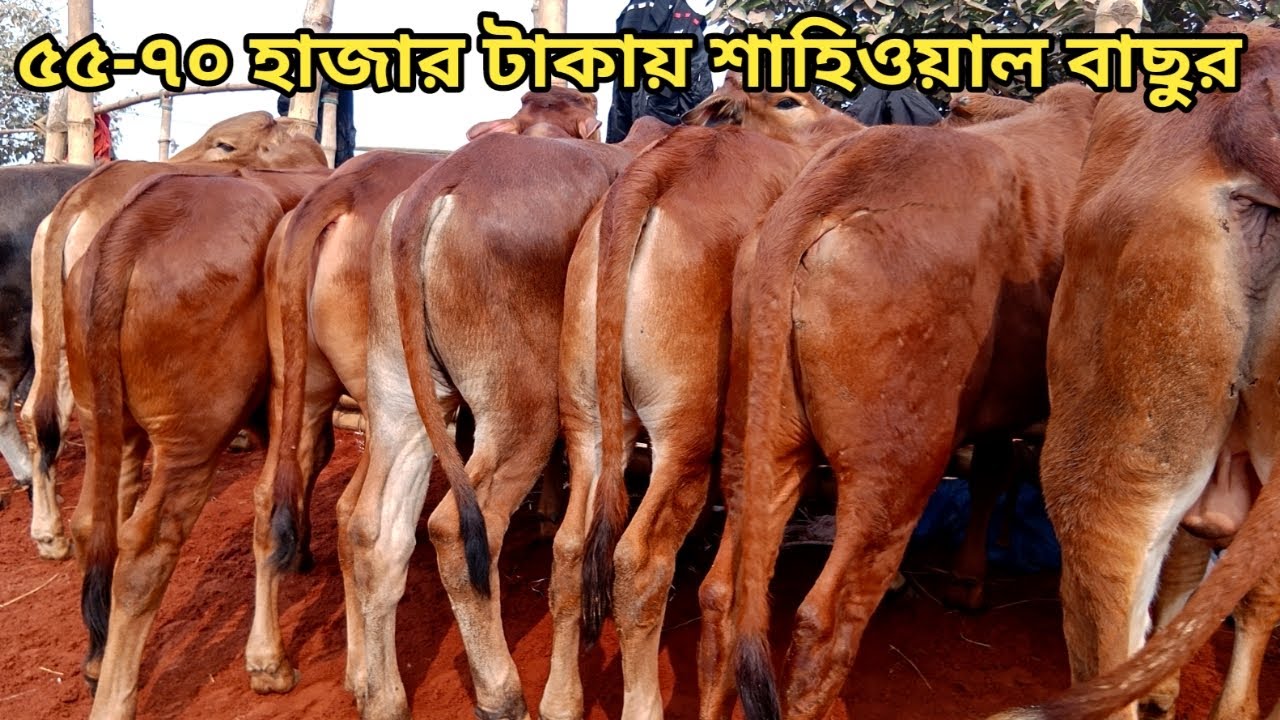 হাই কোয়ালিটির শাহিওয়াল কালেকশান ।। রাজশাহী সিটি হাট ।।২৪/০১/২০২৬