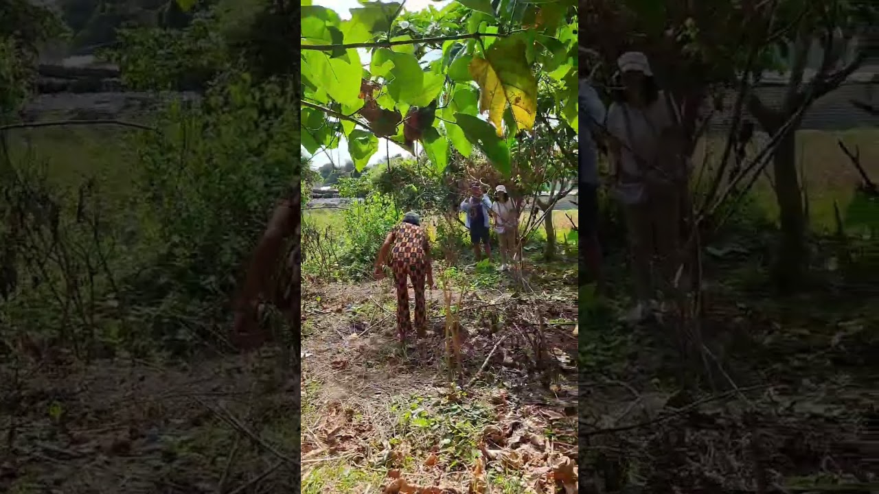 MANGO TREES AND COCONUT TREE IN THE FARM 