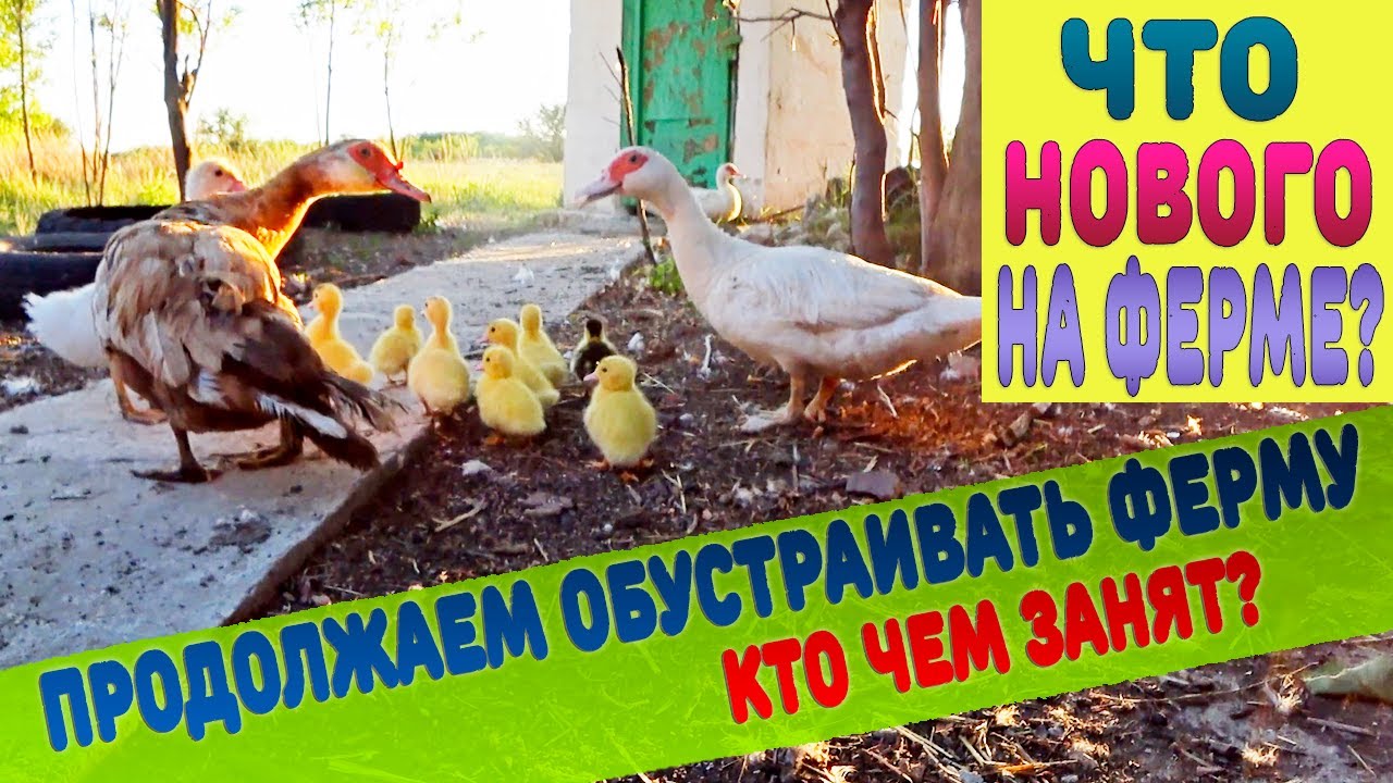 Какие улучшения на ферме? Кто что сделал?