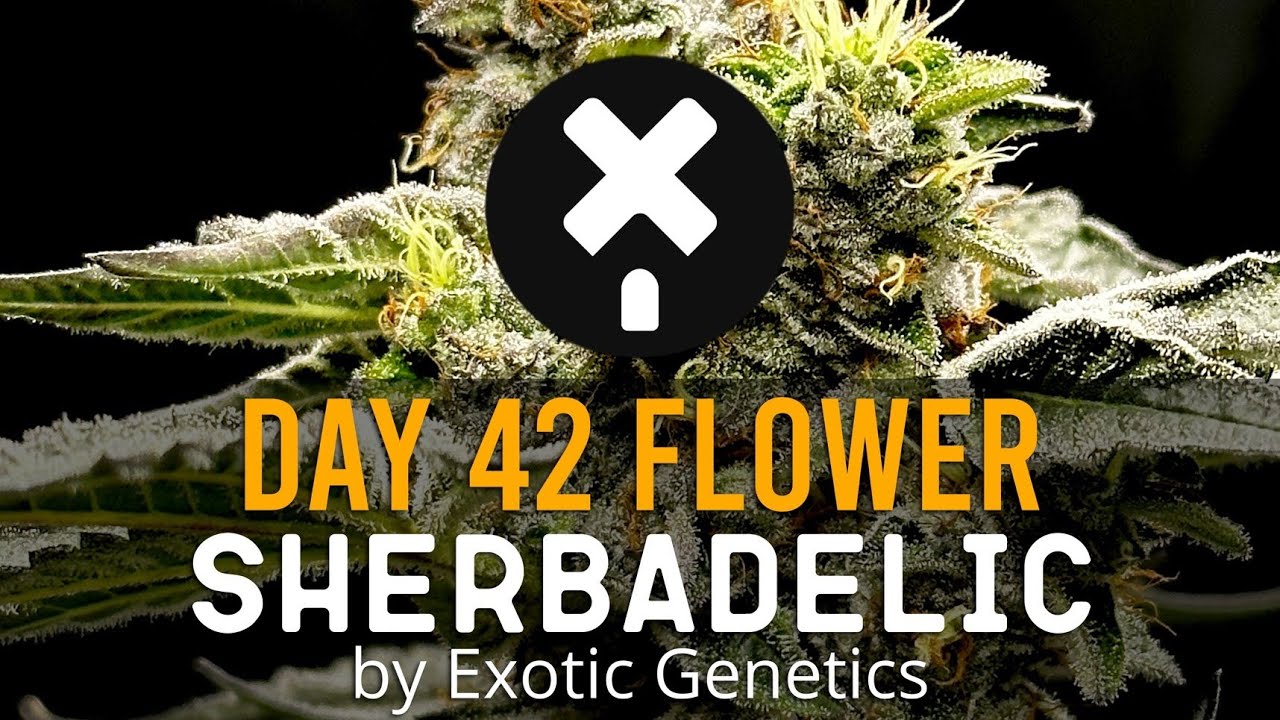 Sherbadelic - Day 42 Flower - New Cannabis Strain For 2023 Indoor Cannabis Growing