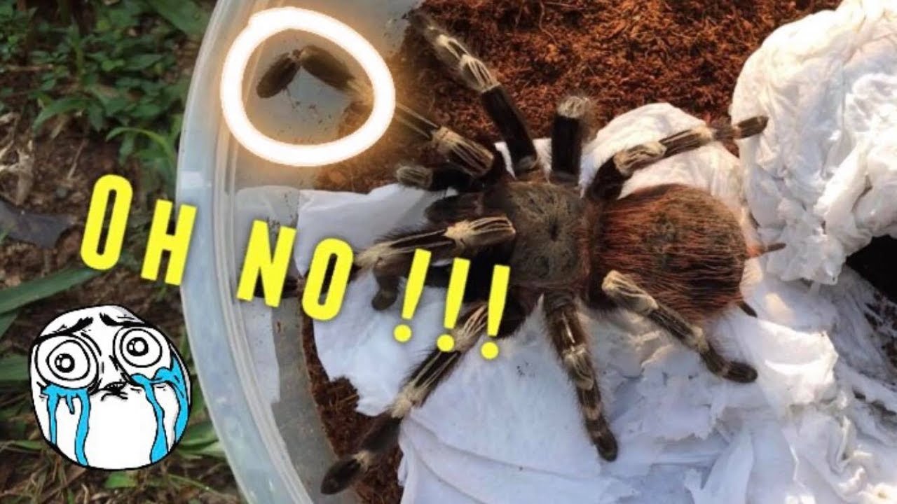 Tarantula Unboxing ~ SHE BROKE HER LEG ?!!  :(