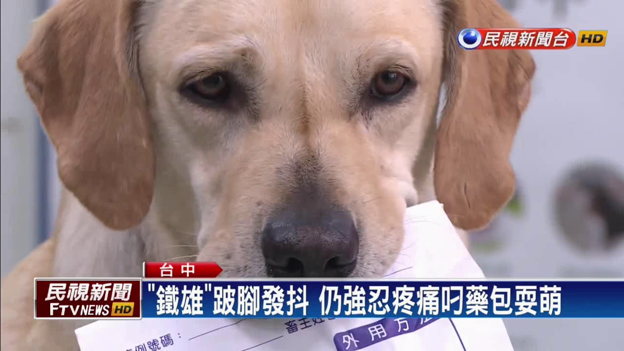 0206花蓮大地震－搜救犬