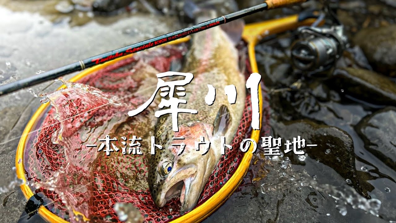 【犀川殖産】本流トラウト激戦区で大型ニジマスついにキャッチ！