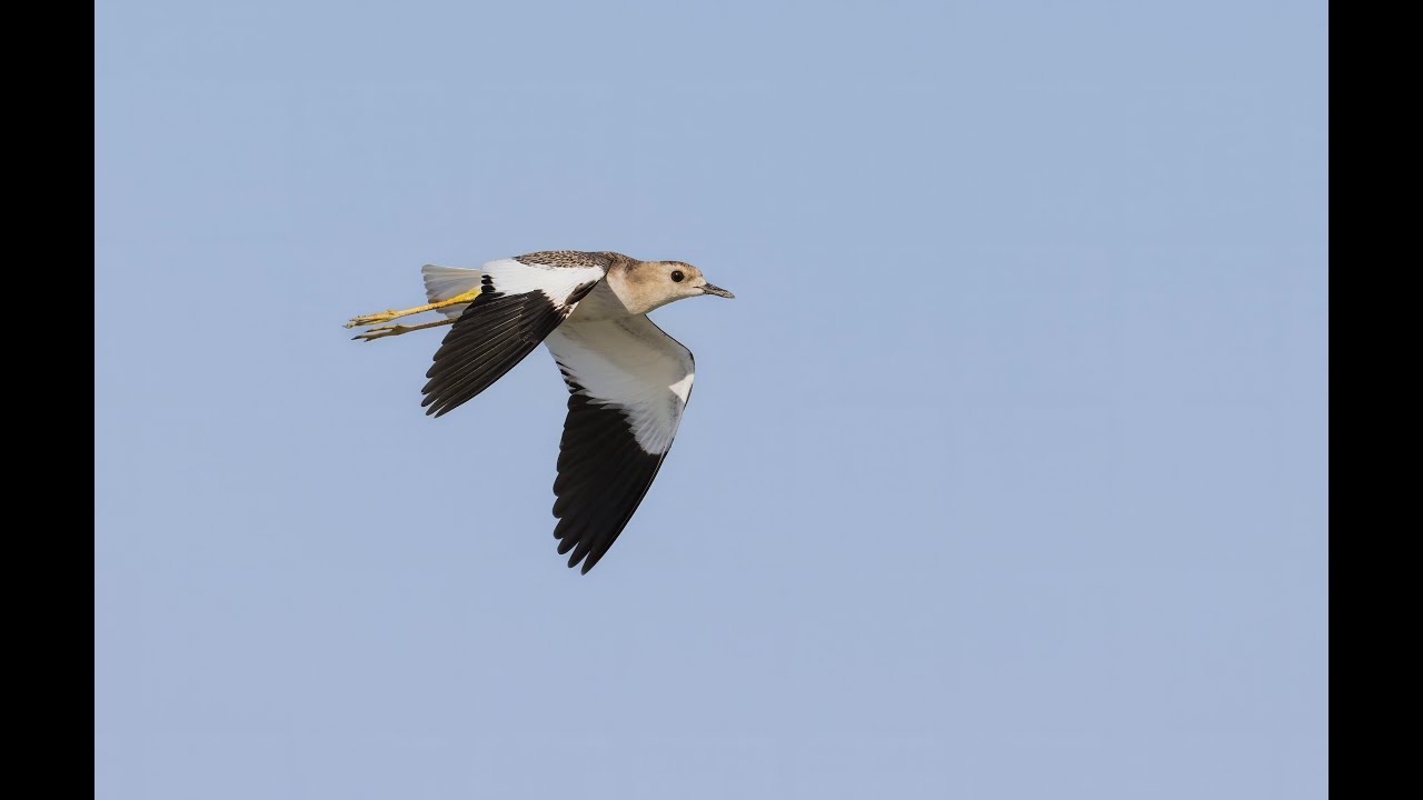 The majestic White-tailed Lapwing