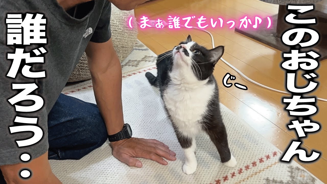 知らないおじちゃんを秒で受け入れる犬みたいにフレンドリーな猫がすごい