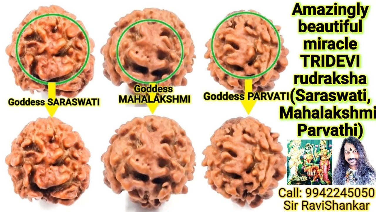 Amazingly beautiful miracle TRIDEVI rudraksha (Saraswati, Mahalakshmi, Parvathi)