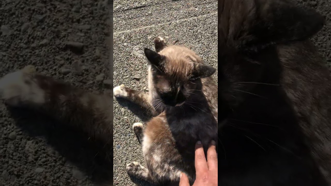 Walking with CT , OREO , and JUJUBE 😻