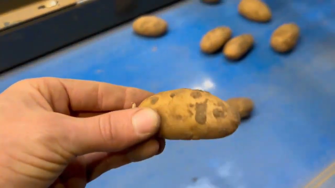 Sistema de inspección de patatas FLIKWEERT