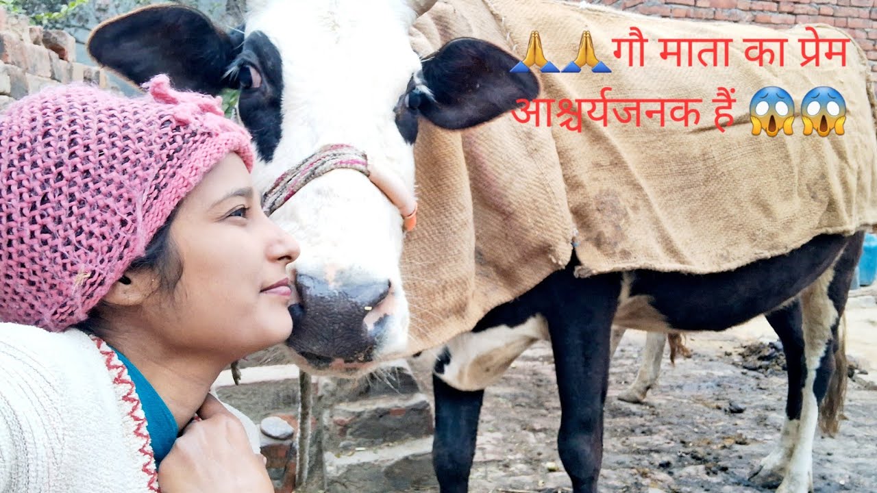 Meri गौ माता का प्रेम Ajab 😱😱😱#gaumata #cow #vairal #trending #gaya #@Vashudhameera