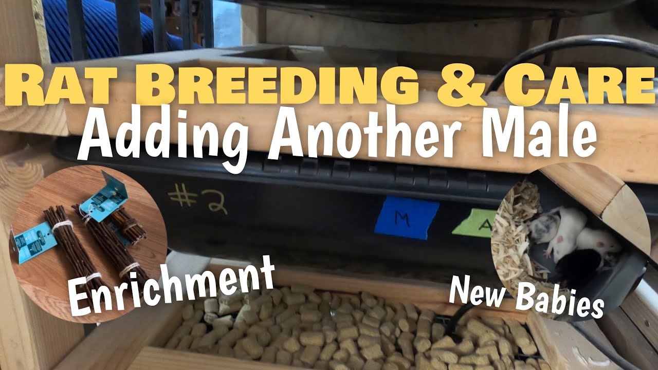 Rat Breeding & Care | Adding Another Male | New Babies | Adding Enrichment Items