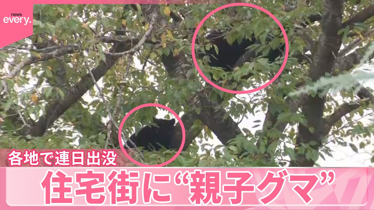 【クマ】爆竹・サイレン使用も  住宅街に&ldquo;親子グマ&rdquo;  秋田では初の緊急銃猟  各地で連日出没