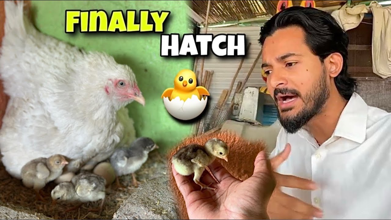 Finally Big Heera Aseel K Bache Nikal Aye🐣