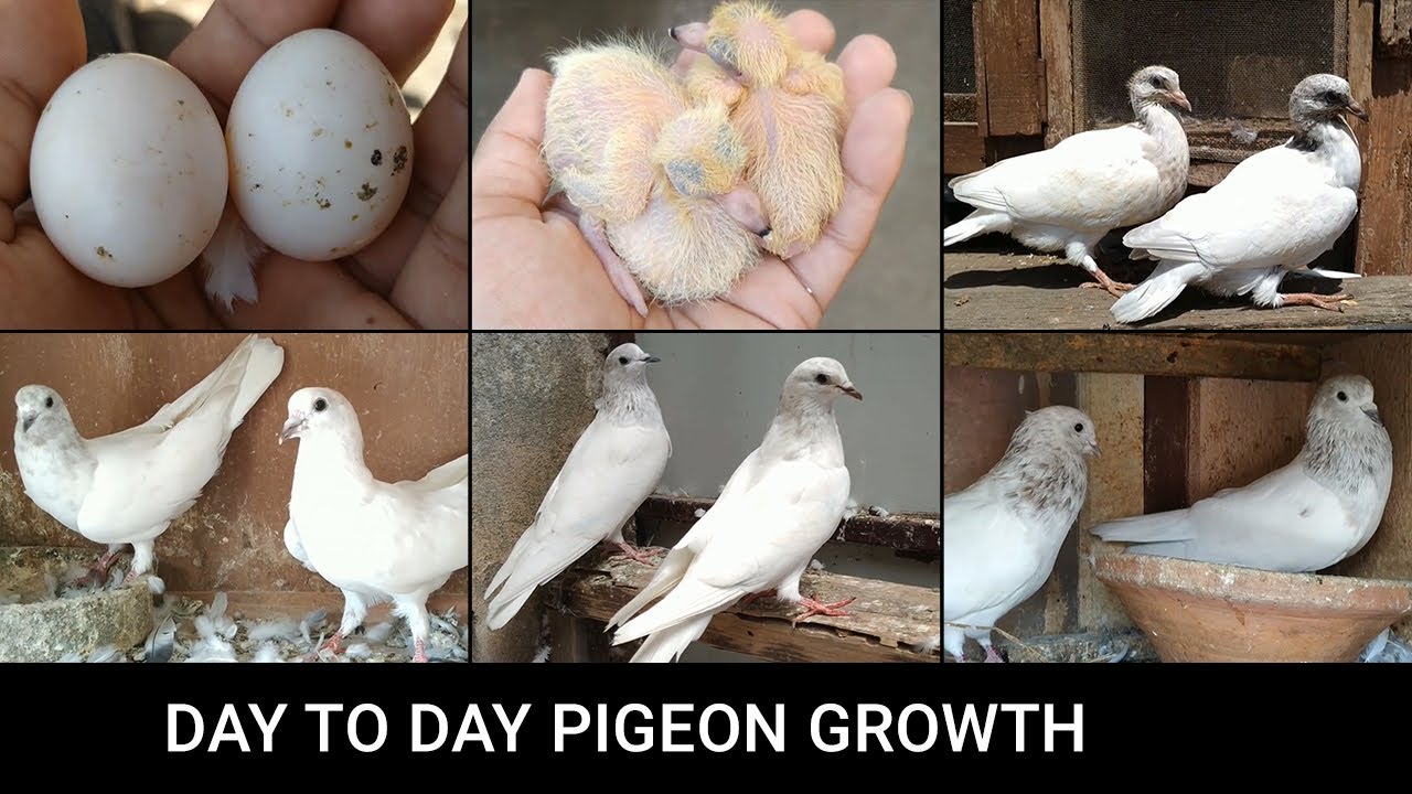 Pigeon Growth Day by Day || Pigeon growth complication || 1 Year