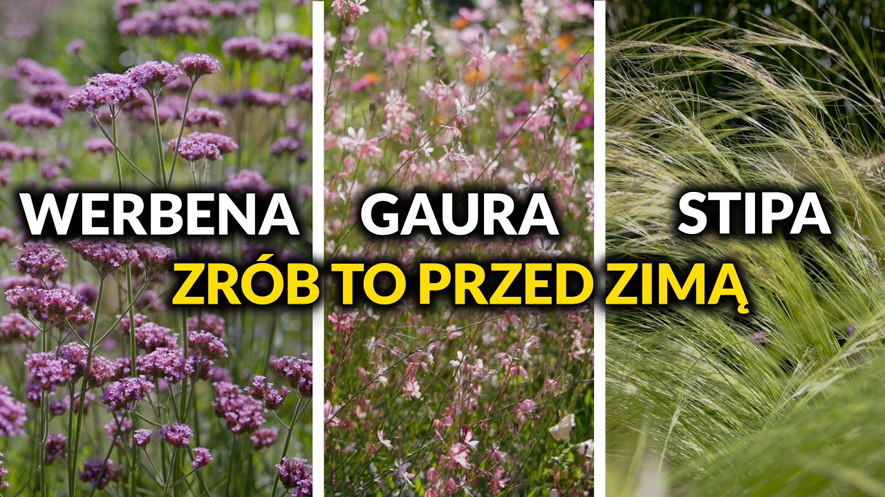 Verbena patagońska, gaura i ostnica 🌸 Jak o nie zadbać jesienią