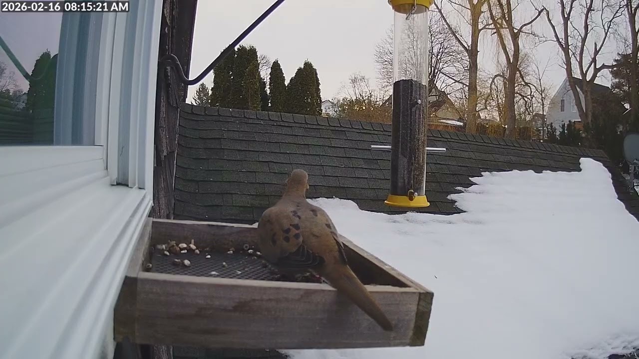 Daily Birdfeeder Highlight Reel (Monday)