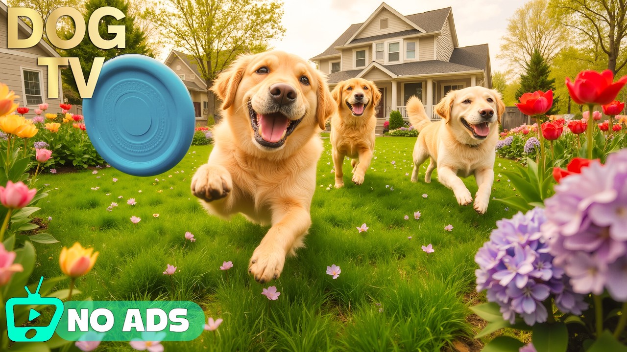 24 Hours of Dog TV for Dogs to Watch 🐶🎧 Anti-Stress Piano Music for Deep Sleep & Peaceful Rest 🌿🐾