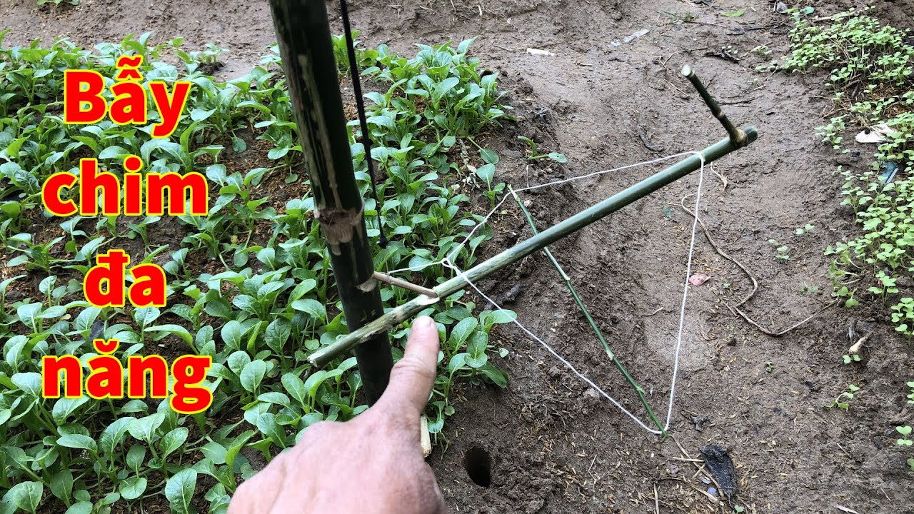 Hướng dẫn cách làm Bẫy Chim đơn giản