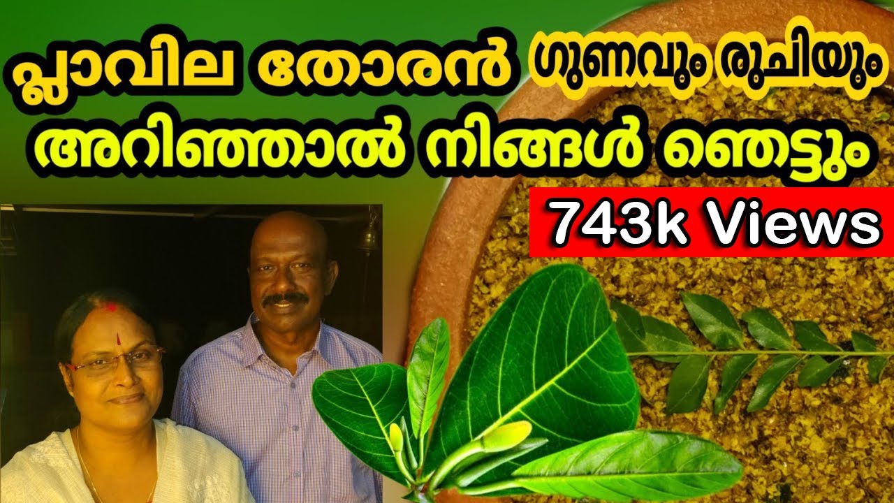 പ്ലാവില തോരൻ ഗുണവും രുചിയും അറിഞ്ഞാൽ നിങ്ങൾ ഞെട്ടും |Plavila Thoran |  ഒരു നാടൻ ഔഷധ ഇലക്കറി  naadan