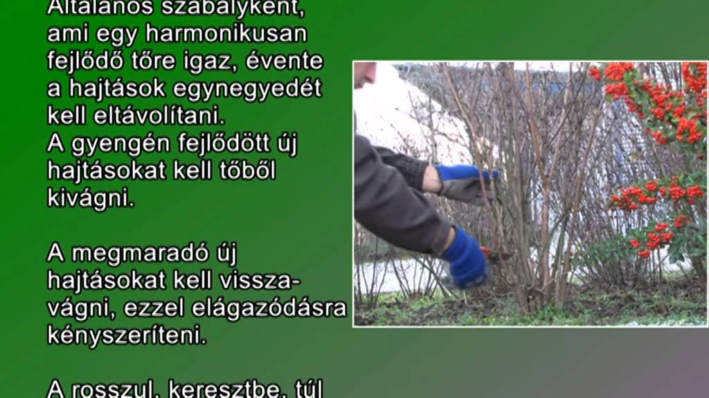 Jezsámen - Philadelphus metszése