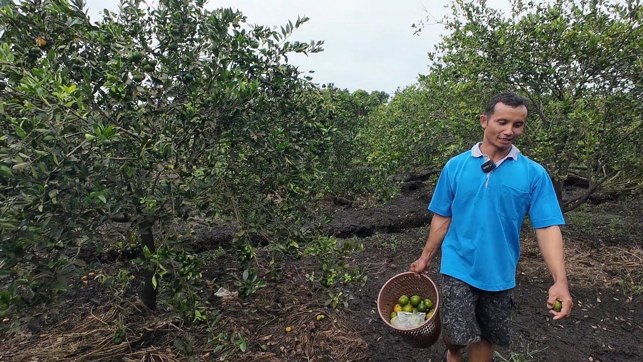 SULAP 2 HEKTAR LAHAN TRANSMIGRASI JADI KEBUN BUAH DI SP6B TANJUNG BUKA BULUNGAN