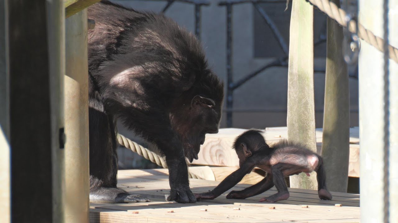 サクラの子育て楽しいね　多摩動物公園　チンパンジー　202511