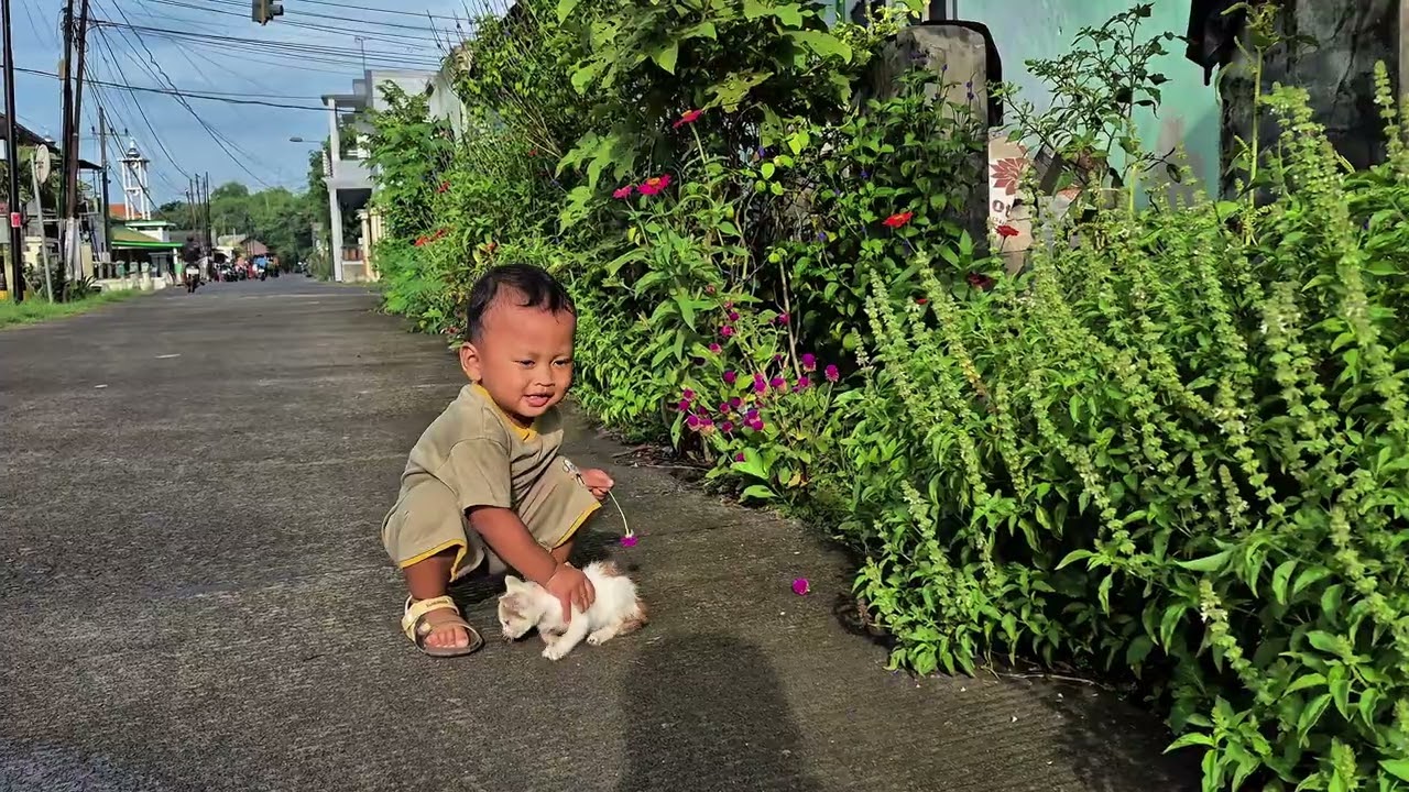Pagi dengan kucing 