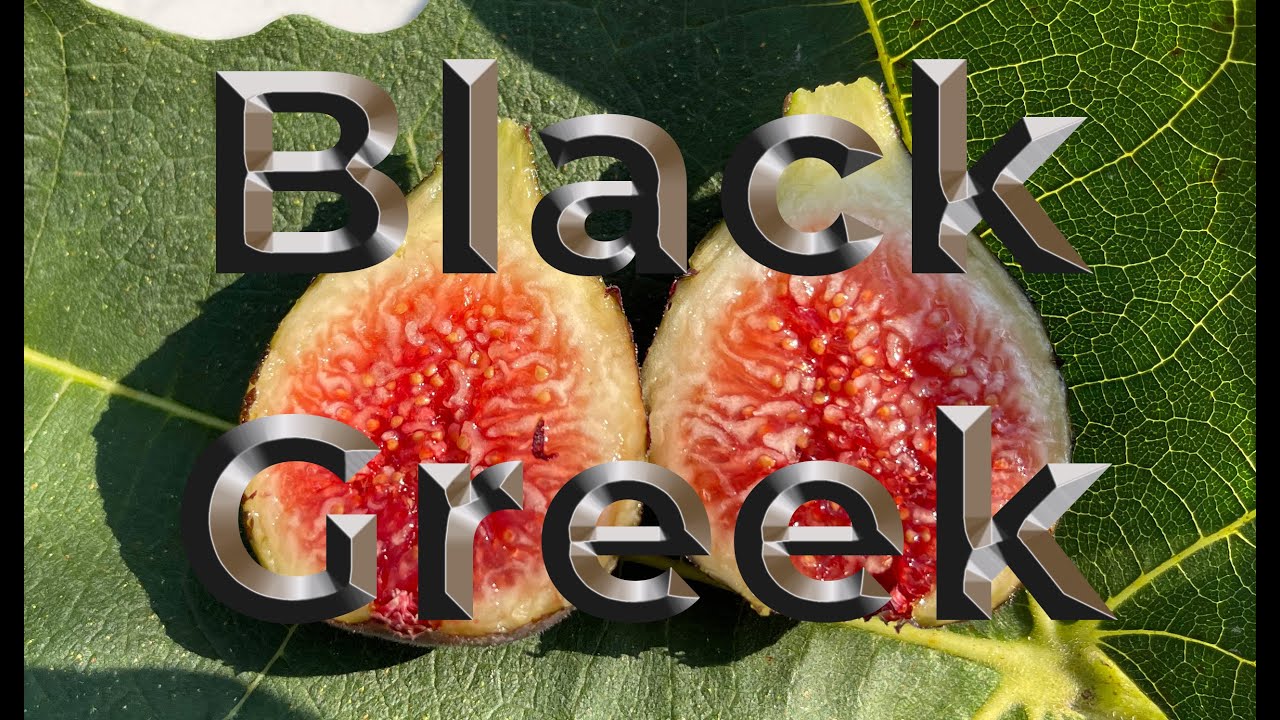 Black Greek - Another good Hardy Chicago-type fig variety for the east coast