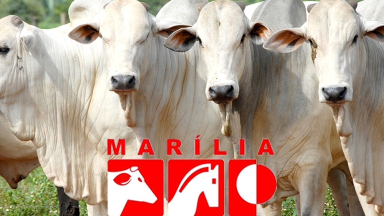 Leilão Ao Vivo - Marília Programa Leilões - 18/03/2026