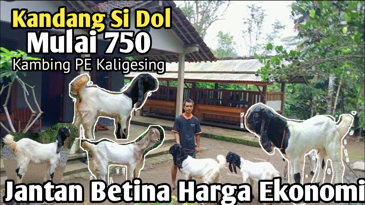 750...!! GRATIS ONGKIR SE JAWA KAMBING PE KALIGESING #Hargakambing#kambingpe