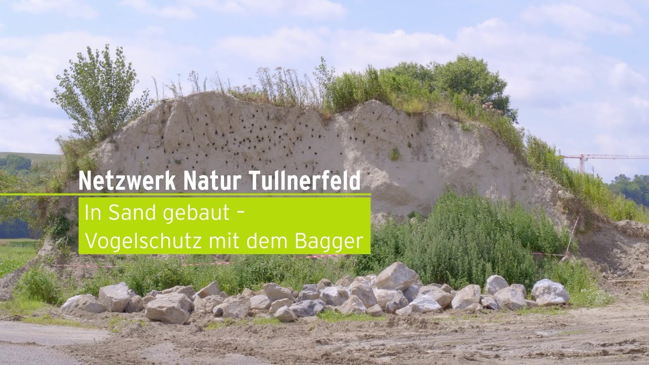 In Sand gebaut: Vogelschutz mit dem Bagger - Netzwerk Natur Tullnerfeld