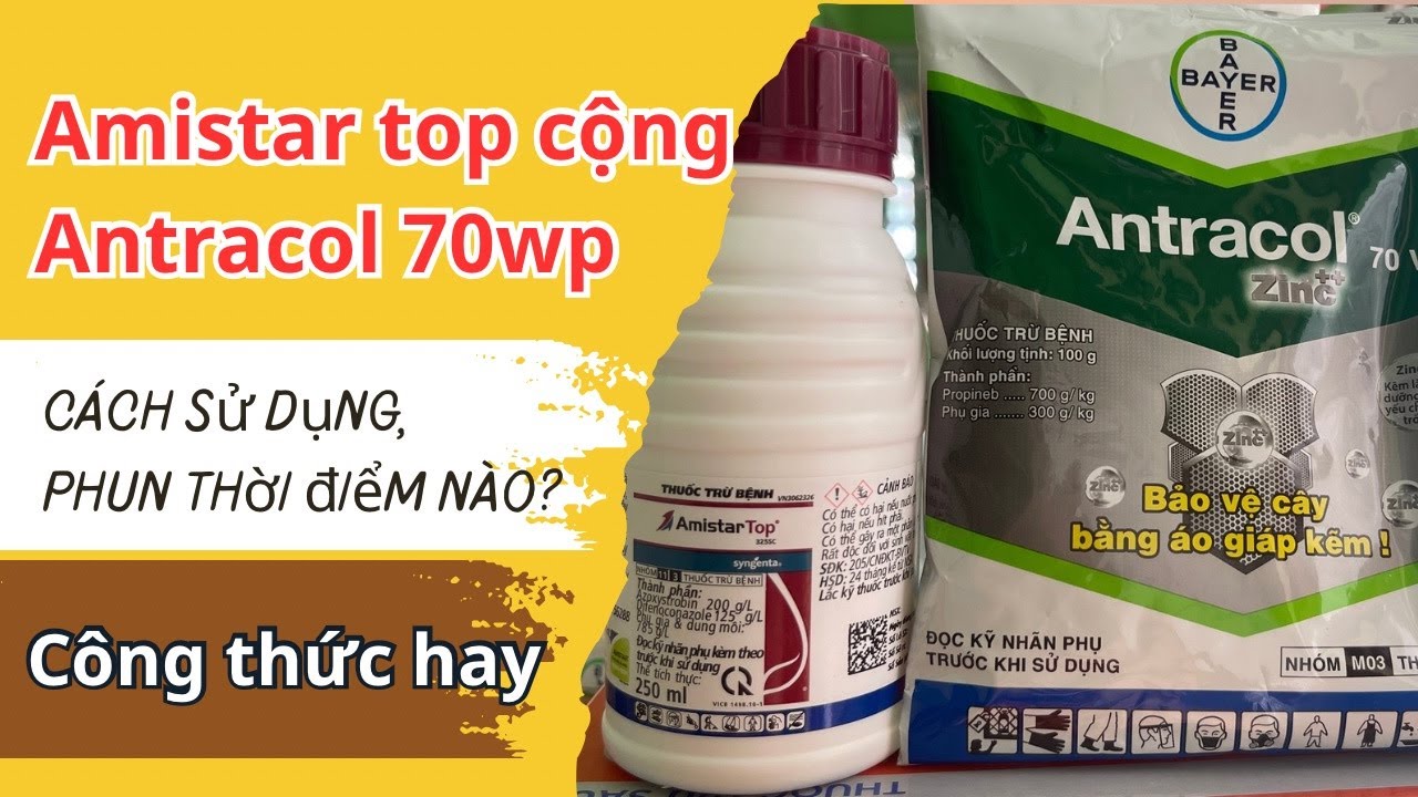 Cách sử dụng Amistar top cộng Antracol phun hiệu quả