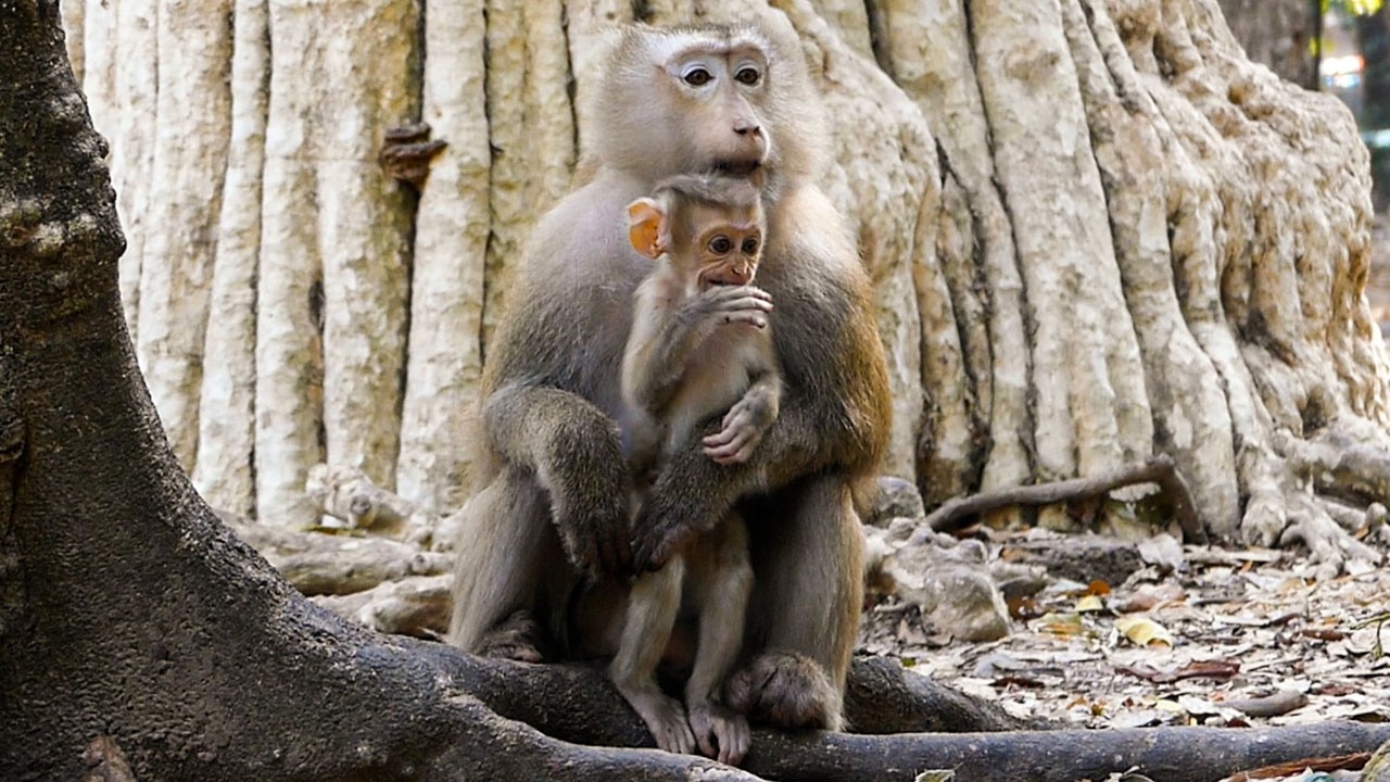 Gentle wild living |Monkey Astra always visits baby Rina maybe she reminds her Astro
