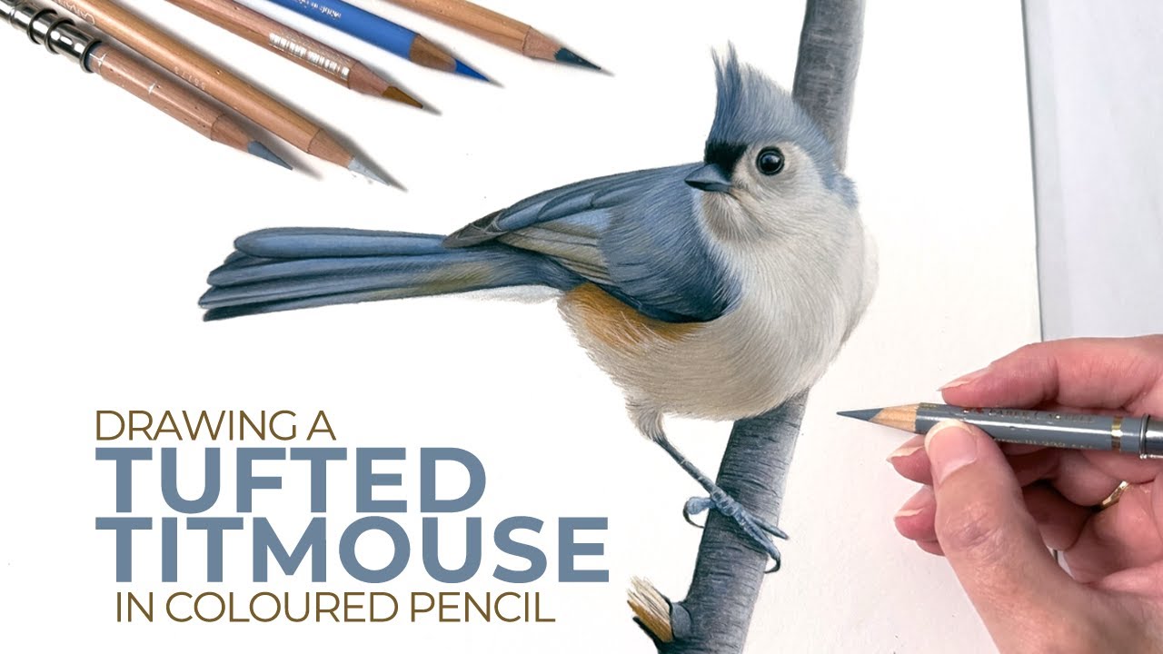 Drawing A Tufted Titmouse In Colored Pencil | Timelapse