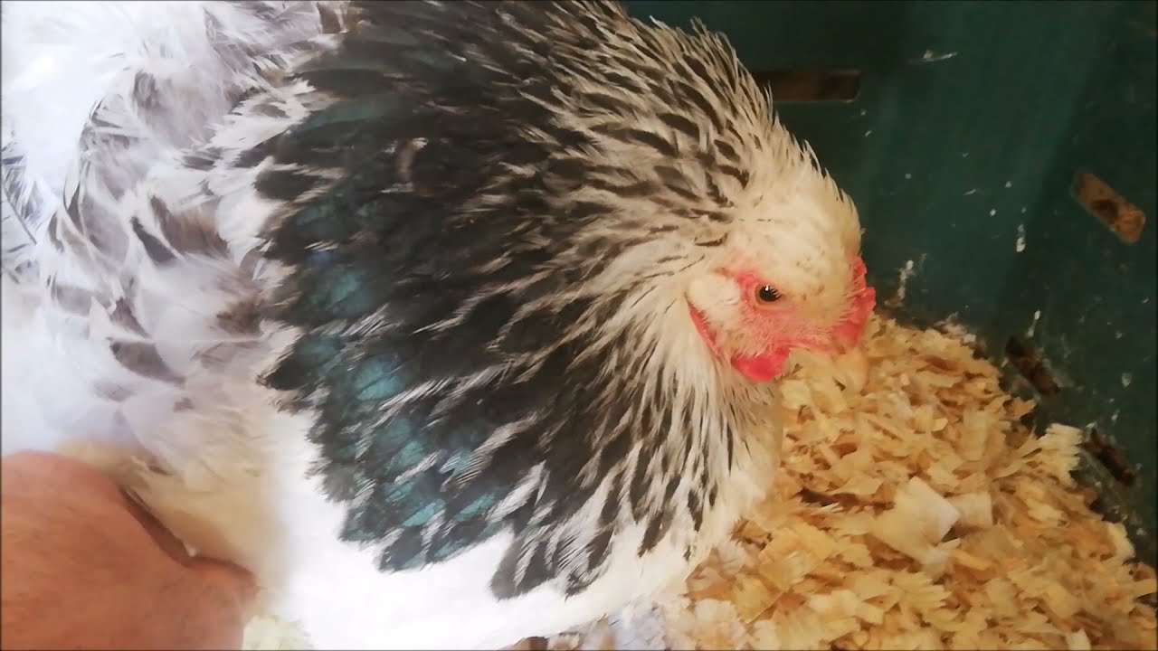 CİVCİVLER ÇIKTI - GURK BRAHMA TAVUGUM ANNE OLDU