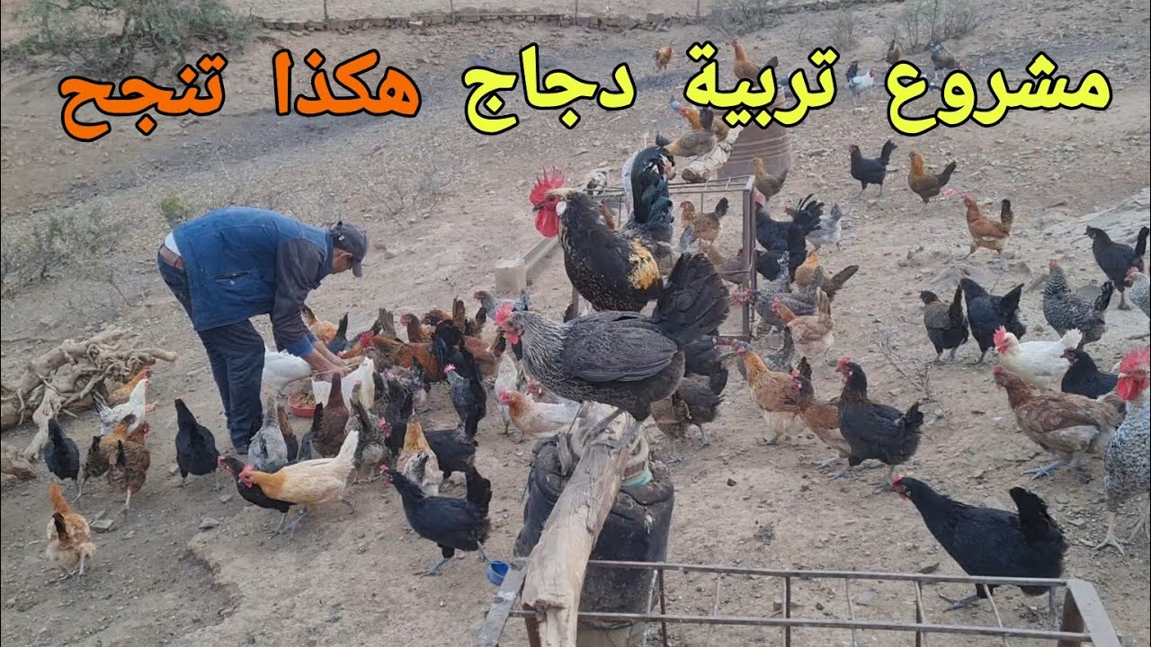 مشروع تربية الدجاج يجب عليك معرفة قواعد تربية الدجاج قبل البدء في تربية دجاج ((نصائح دجاج ))