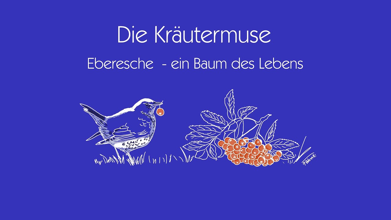 Eberesche ein Baum des Lebens