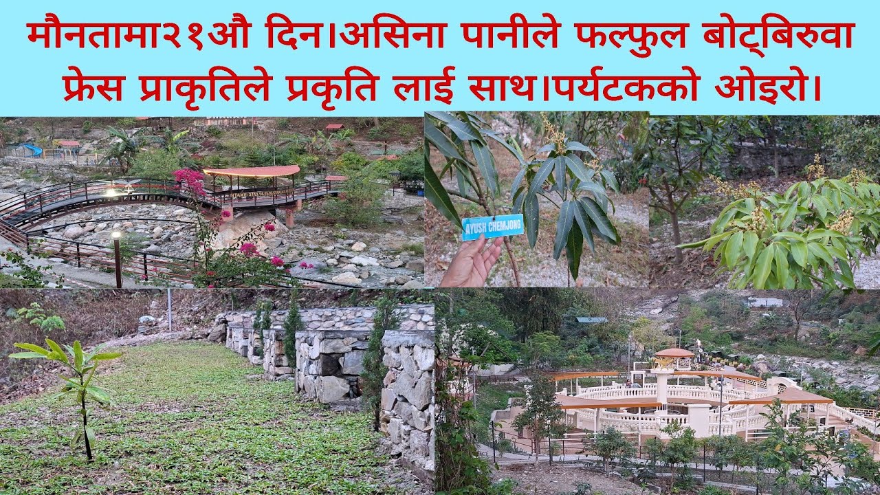 मौनतामा२१औ दिन।असिना पानीले फल्फुल बोट्बिरुवा फ्रेस प्राकृतिले प्रकृति लाई साथ।पर्यटकको ओइरो।