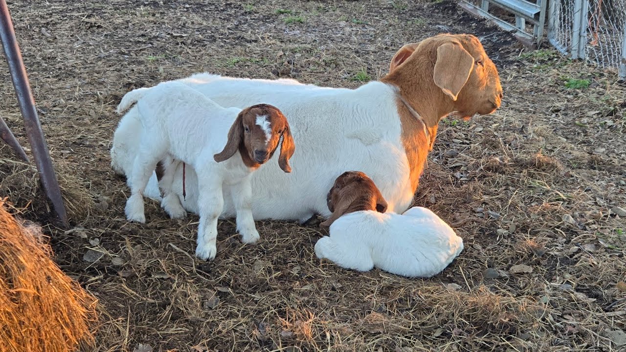 Merry Christmas 🎄 vlog 234 #boergoats