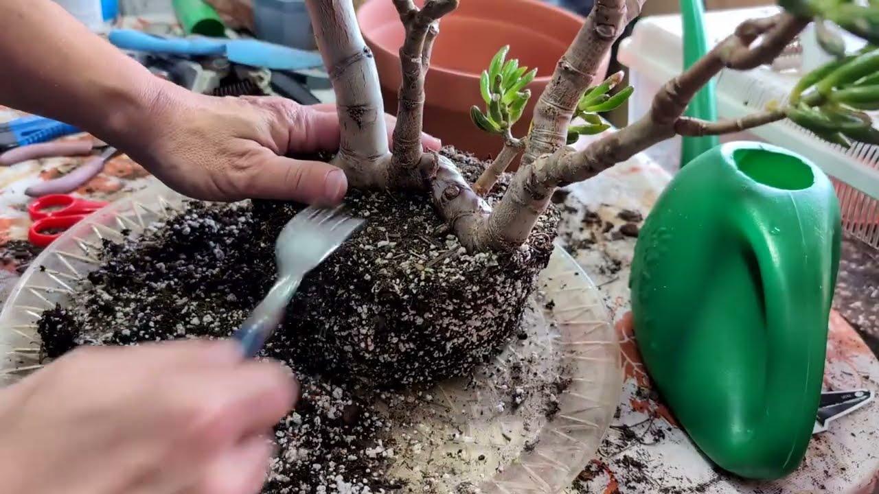 Nigel Gollum Jade - Part Two, the roots.