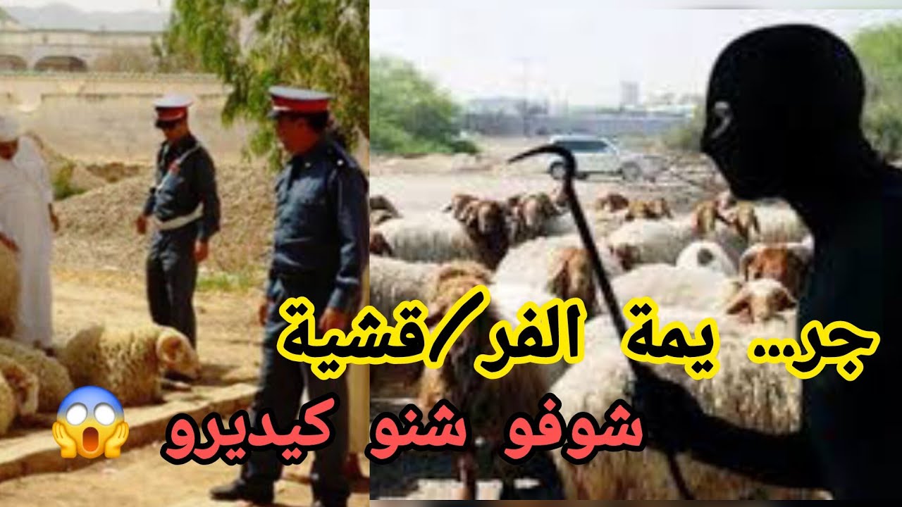 جر.... يمة الفر!قشية ... شوفو شنو كيديرو 😱