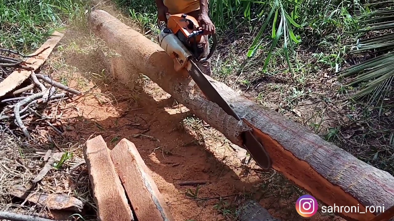 Belah Pohon Kelapa Tercepat Mesin Senso, the fastest coconut tree splitting senso machine.