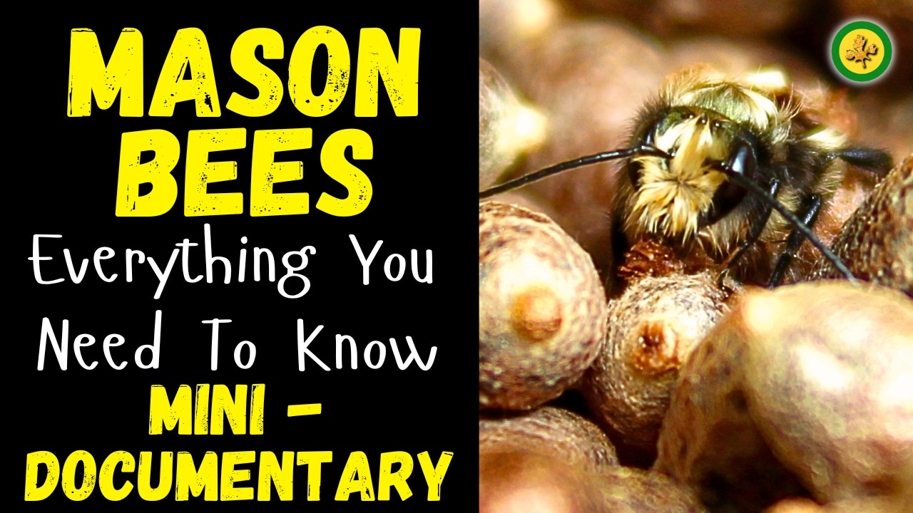 Mason Bee Mini Documentary - Everything You Need To Know About Getting Started With Mason Bees
