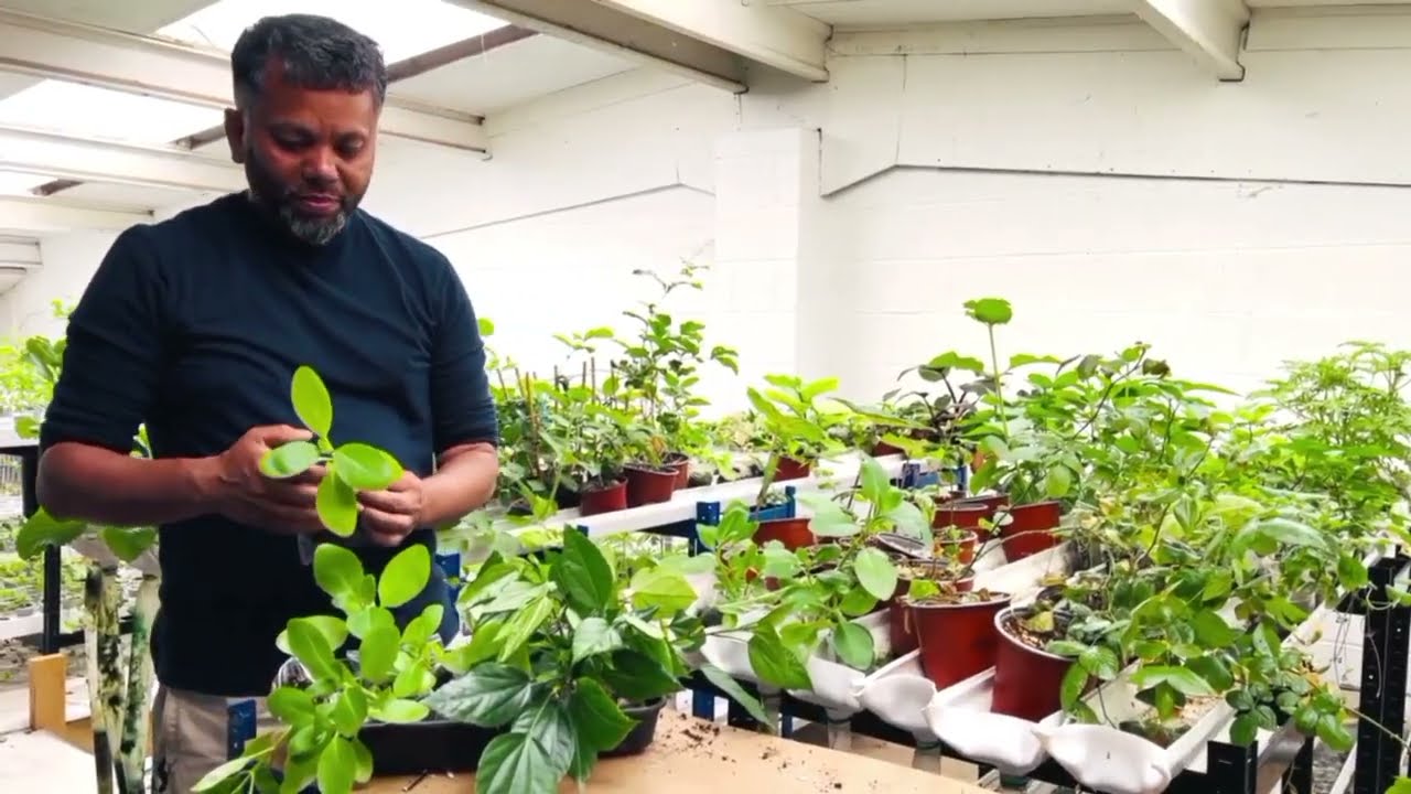 Buy Leaf of Life (Patharchatta / Kalanchoe Pinnata) Plant Online in the UK – Fast Dispatch
