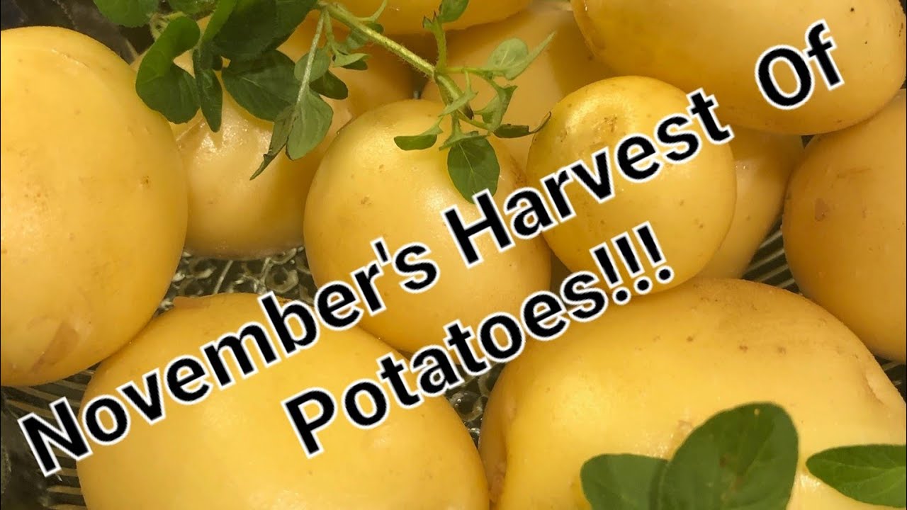 An Experiment Growing Late Season Potatoes.