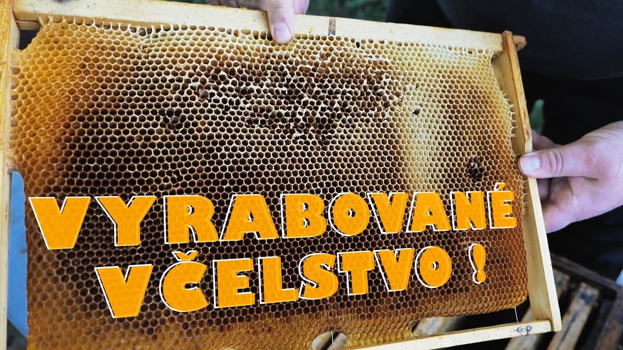 127. Vyrabované včelstvo