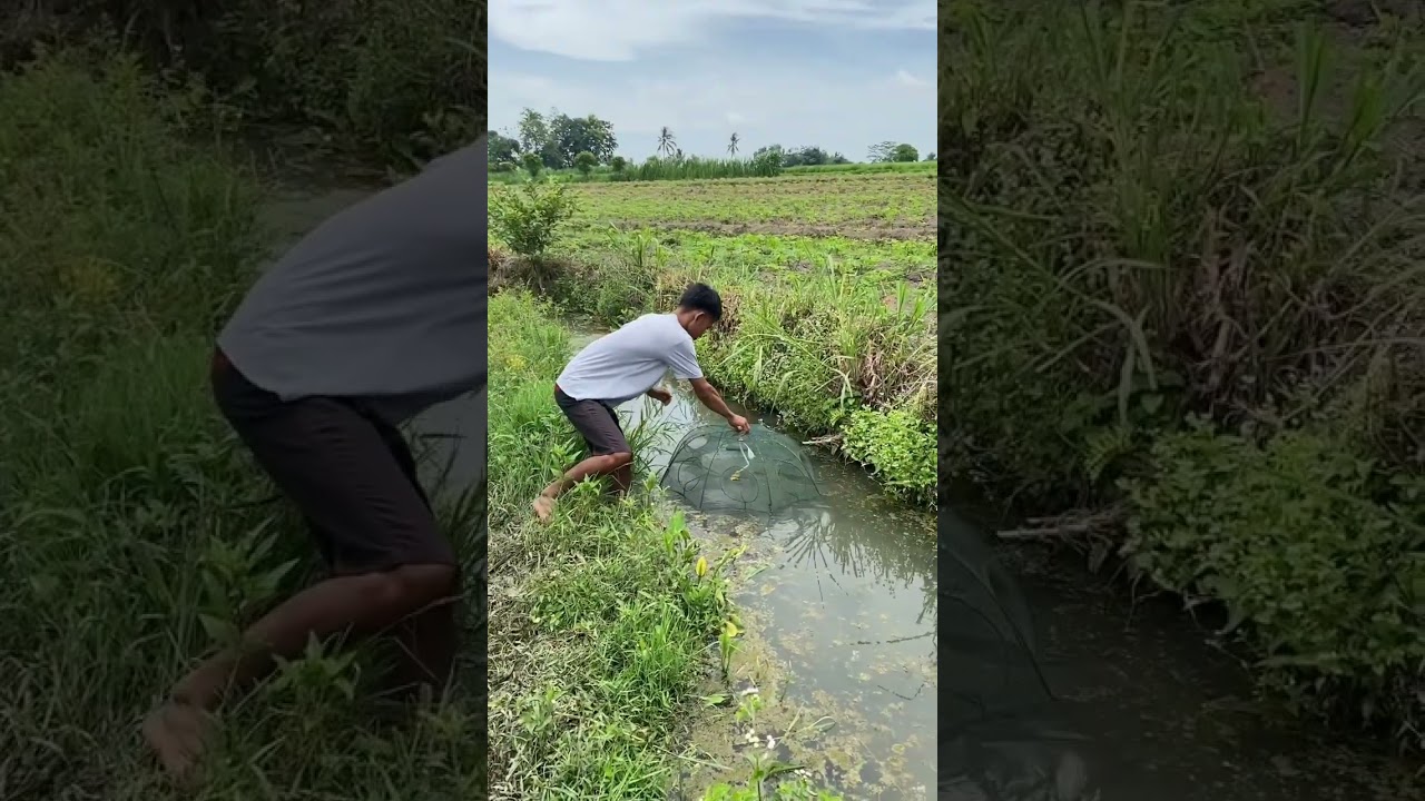 Pasang bubu payung di selokan ini, hasilnya di luar dugaan..