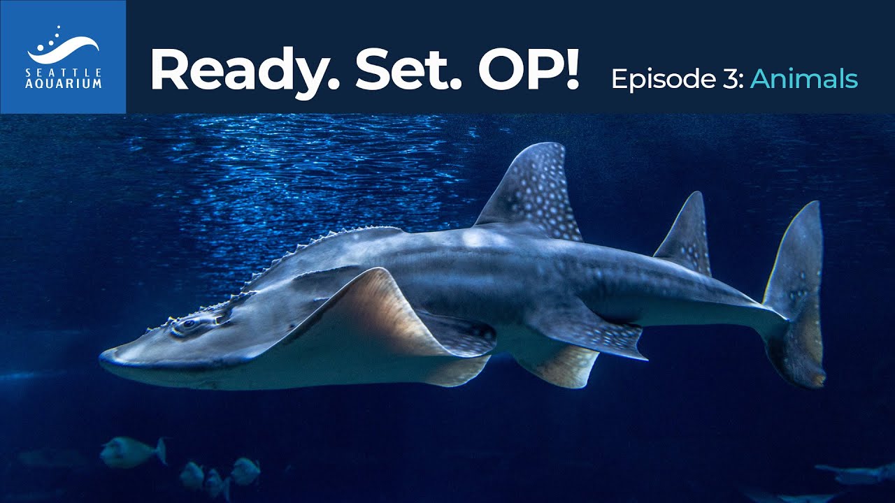 Ready. Set. Ocean Pavilion! Episode 3: Animals