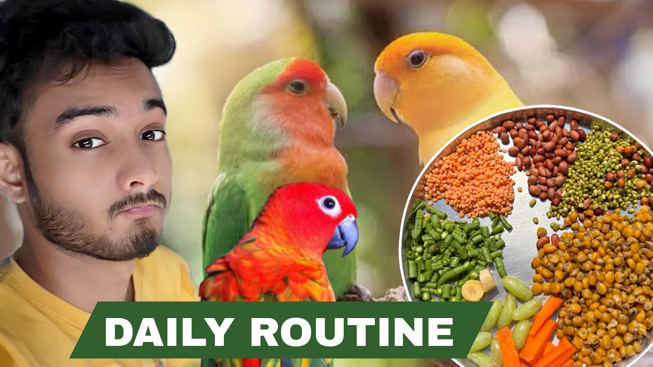 Vlogs With Birds 🦜 / Birds Morning Food ￼ diet