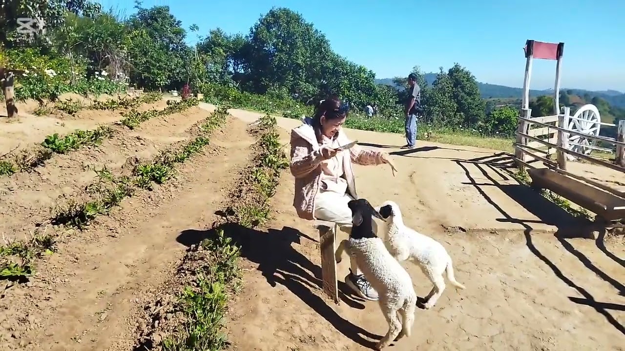 ကလောမြို့ရဲ့အလှအပဆုံးရူ့ခင်းတွေနဲ့အတူပျော်ရွှင်စရာများ (TaxiKoKo)Kalaw Car Rental. Ph-09796547491