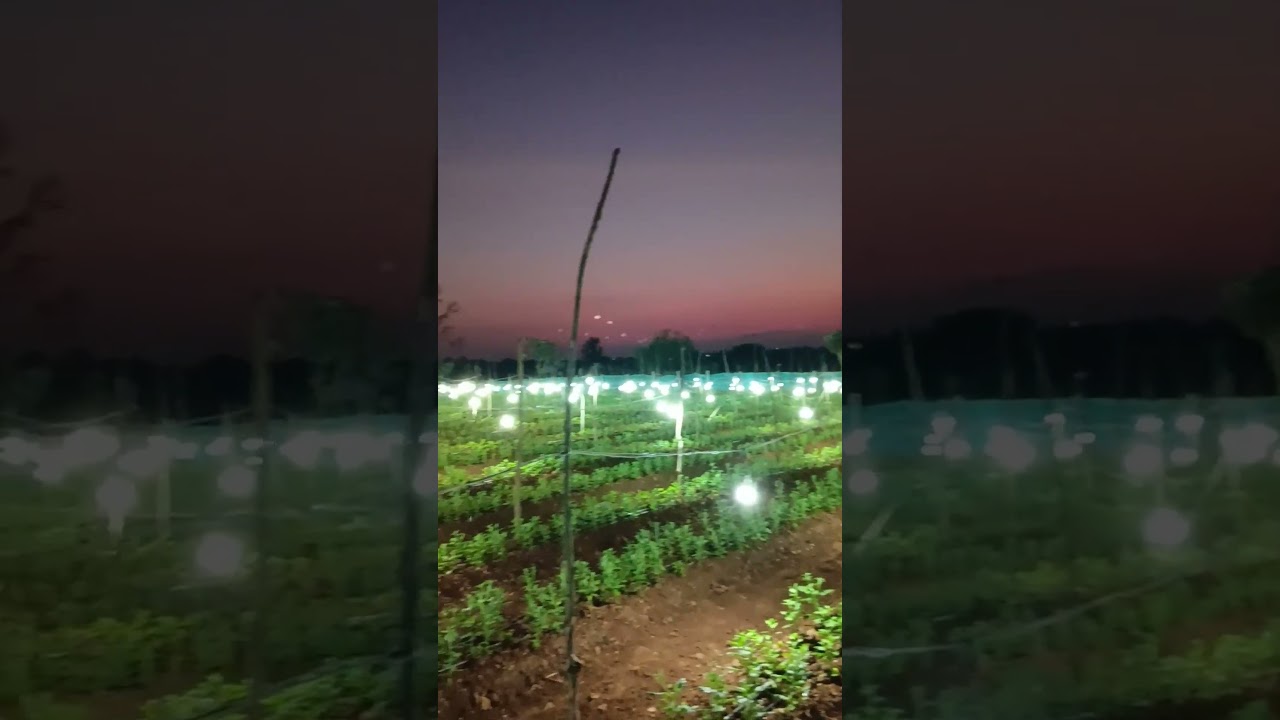 It&rsquo;s amazing to see LED lighting used for the Chrysanthemum flowers on our farm ❤️🤩 💫 #farming